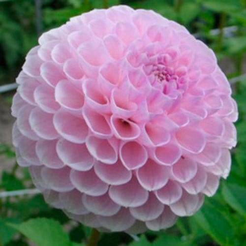 Megan Dean - Blomsterverden